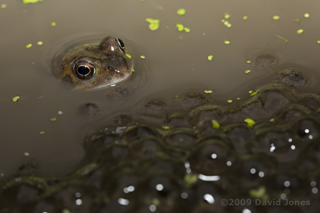 A frog rests next to spawn