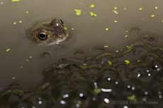 A frog rests next to spawn