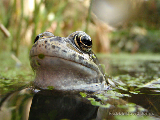 A frog in close-up - 1