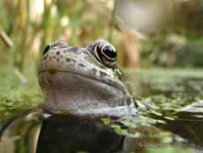 A frog in close-up