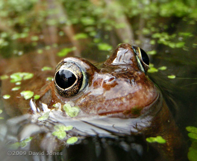 A frog in close-up - 2