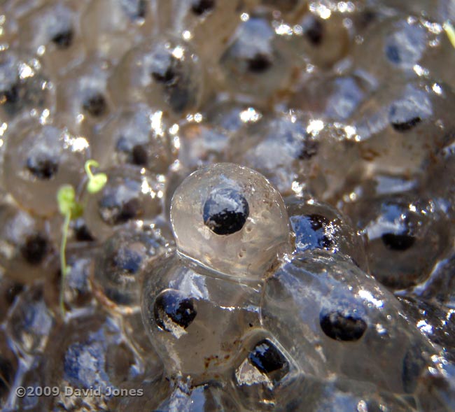 Fresh frogspawn