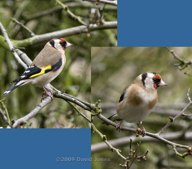 Goldfinch in the Hawthorn