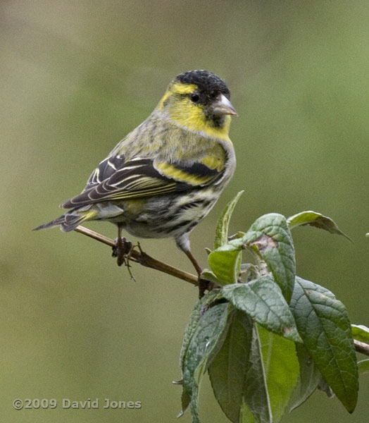 Siskin male