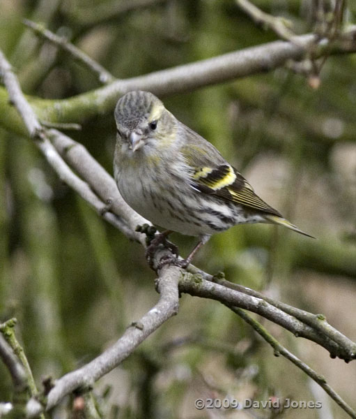 Siskin female