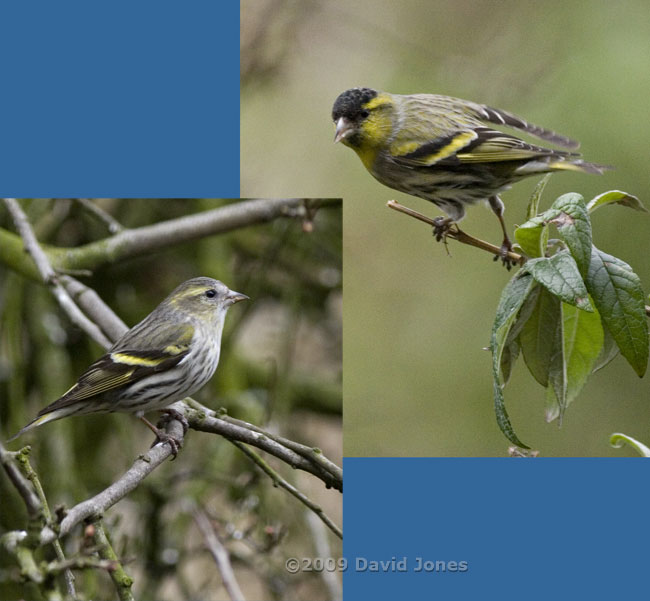 Siskins