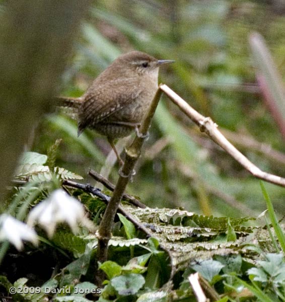 Wren (a distant shot!)