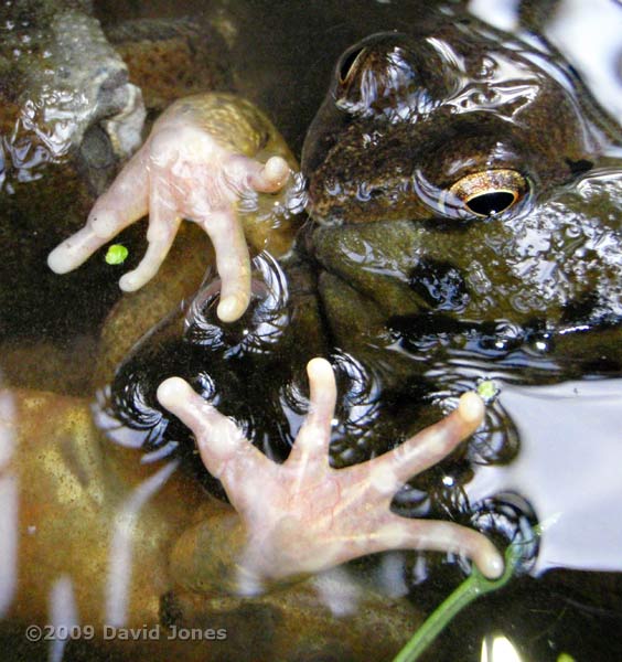 Frogs in an amplexus scrum - 'hands' of the female - 2