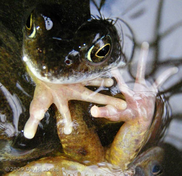 Frogs in an amplexus scrum - 'hands' of the female - 3