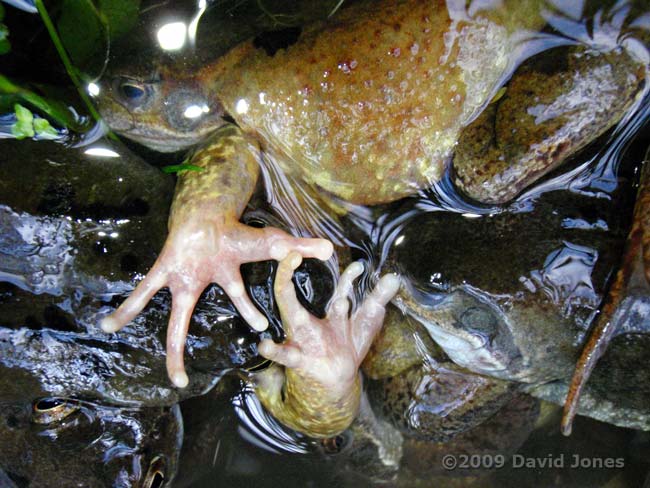 Frogs in an amplexus scrum - 'hands' of the female - 1