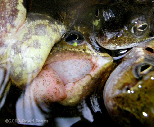 Frogs in an amplexus scrum - female's tongue protrudes from mouth - 2
