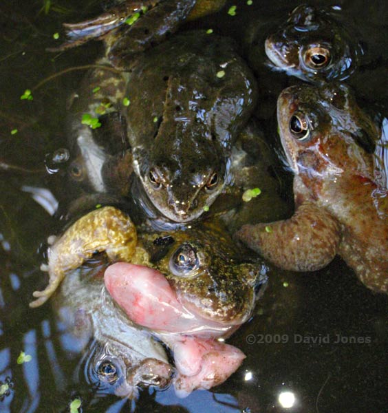 Frogs in an amplexus scrum - female's tongue protrudes from mouth - 3