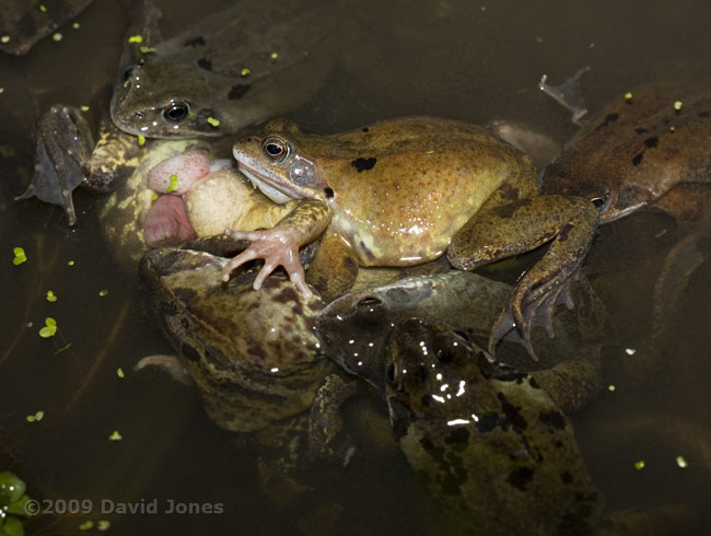 Frogs in an amplexus scrum - female's tongue protrudes from mouth - 1