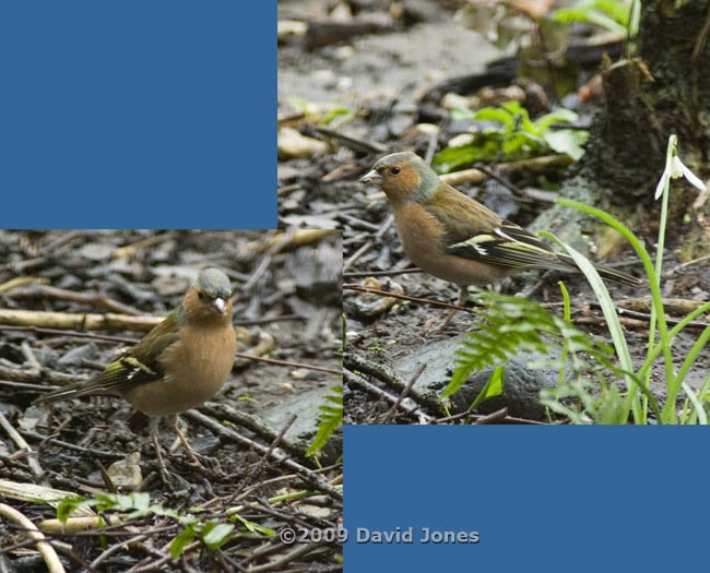 A Chaffinch male under the Hawthorn