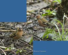 A Chaffinch male under the Hawthorn