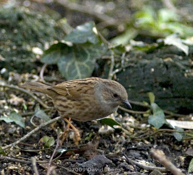 Dunnock under the Hawthorn