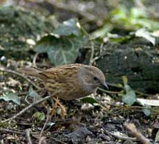 Dunnock under the Hawthorn