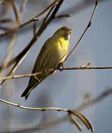 Siskin male sings in our Birch tree