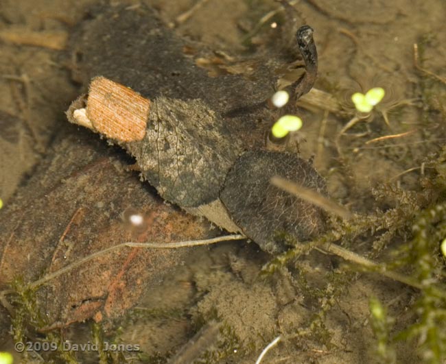 Case of Caddis Fly larva