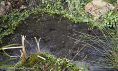 Frogspawn fills the shallow area of the pond