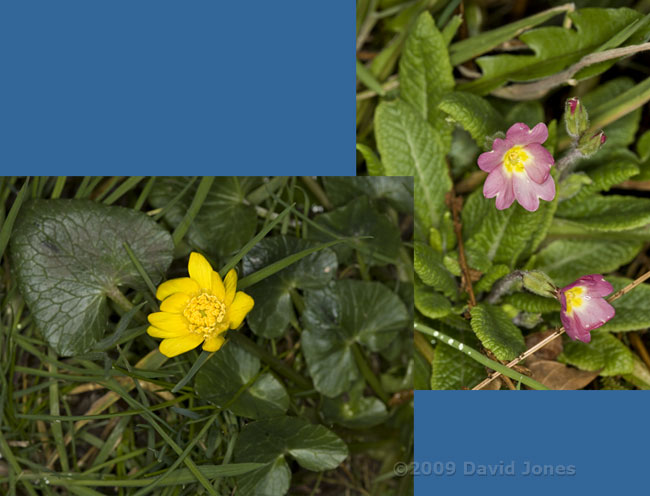 Lesser Celandine and pink Primrose come into flower