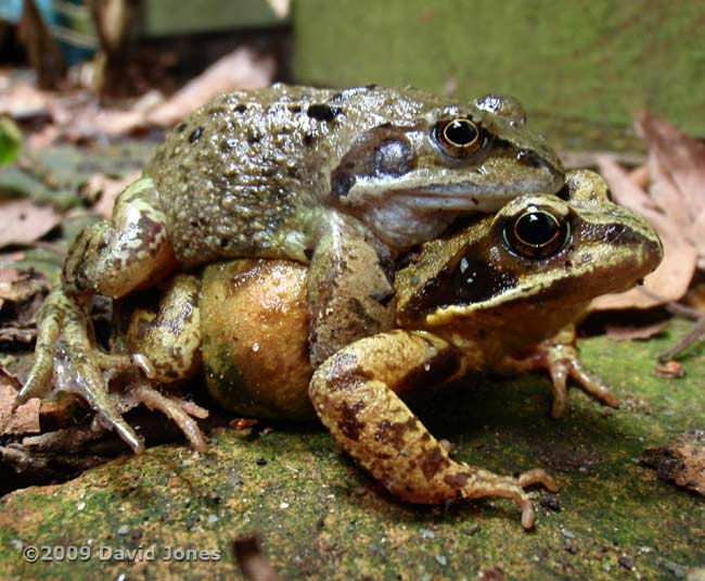 Frogs in amplexus next to garden shed - 2