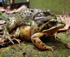 Frogs in amplexus next to garden shed