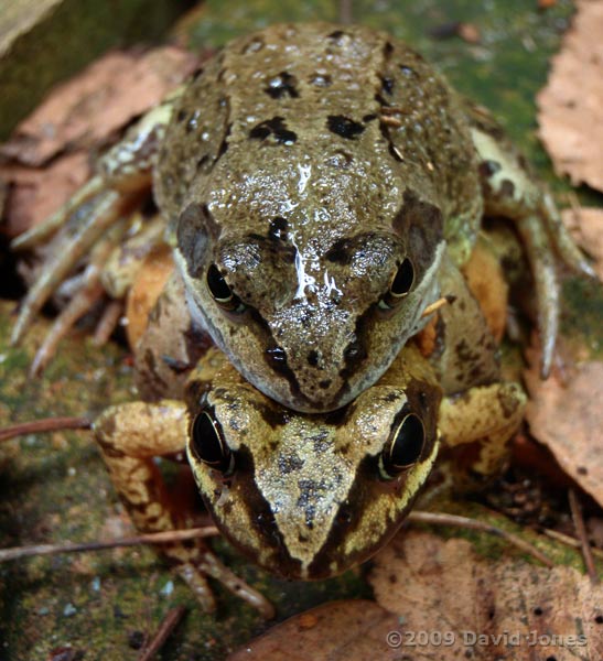 Frogs in amplexus next to garden shed - 1