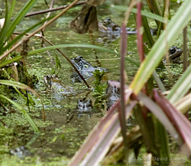 Frogs active again in the big pond