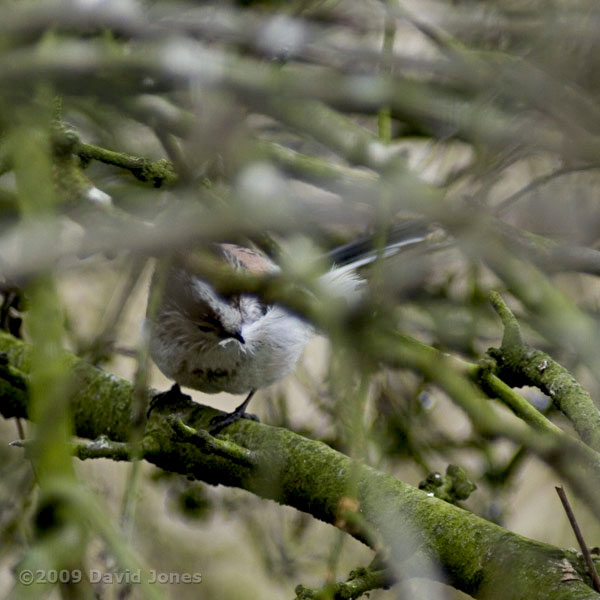 Long-tailed Tit with feather (hidden in Hawthorn tree)