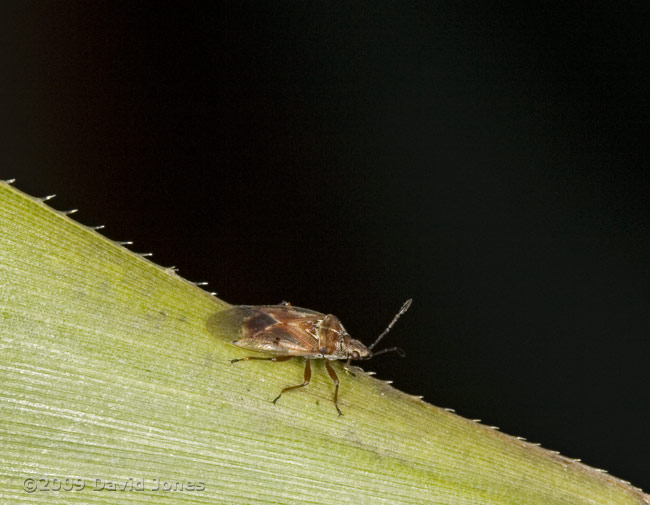 Birch Catkin Bug