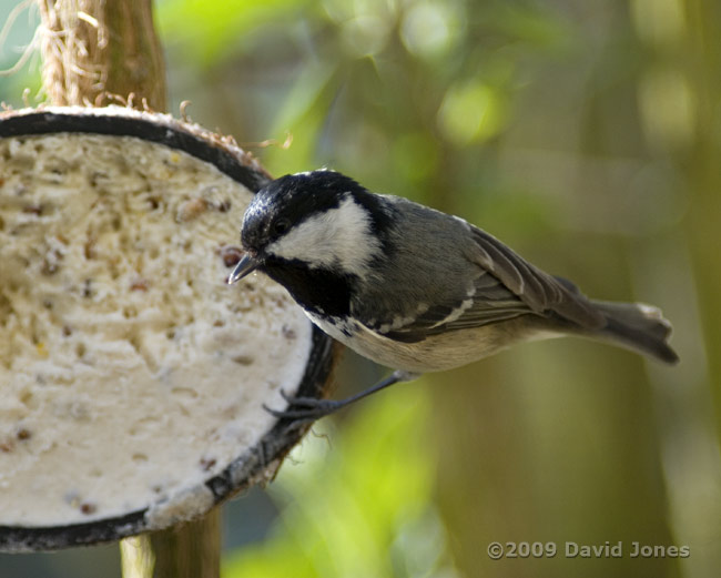 Coal Tit