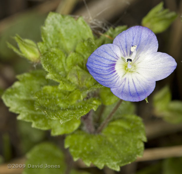 Common Field Speedwell