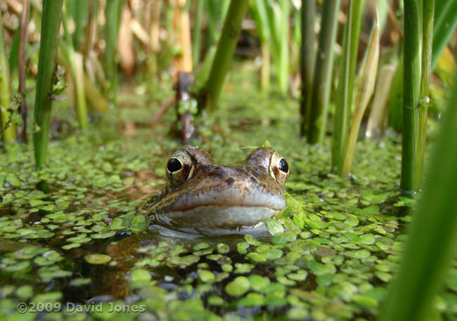 Frogs in the pond today - 2