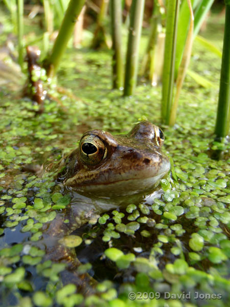 Frogs in the pond today - 1