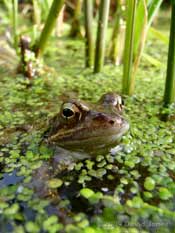 Frogs in the pond today