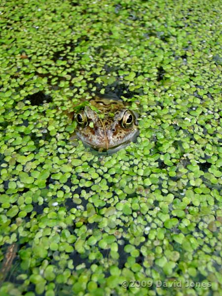 Frogs in the pond today - 3