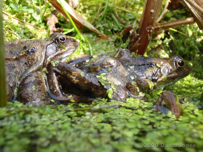 Frogs sunbathe at the side of the pond today