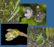 Plants in the garden today