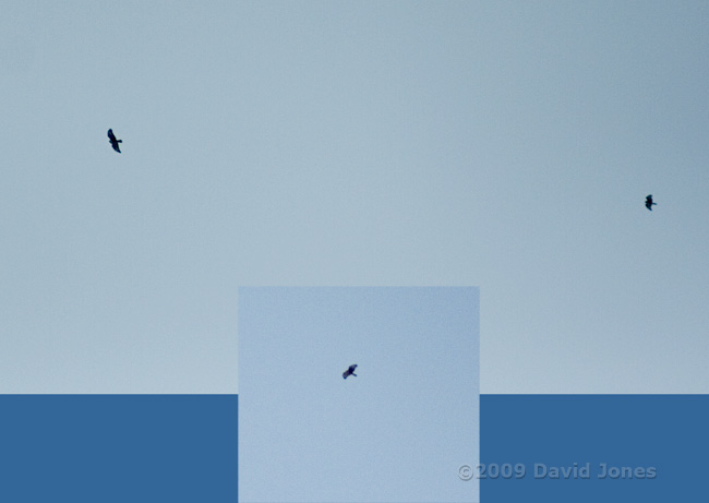 Three Buzzards pass high over us today