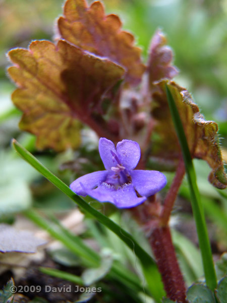 The first Ground Ivy comes into flower today