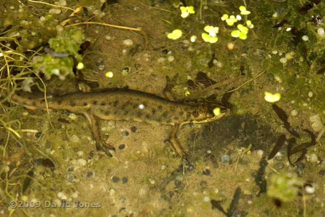 Smooth Newt stalking tadpoles