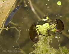 Aquatic beetles (Hydobius fuscipes?) and flatworm