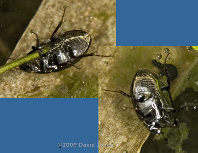 Aquatic beetles (Hydobius fuscipes?) showing air bubble under their bodies - 2