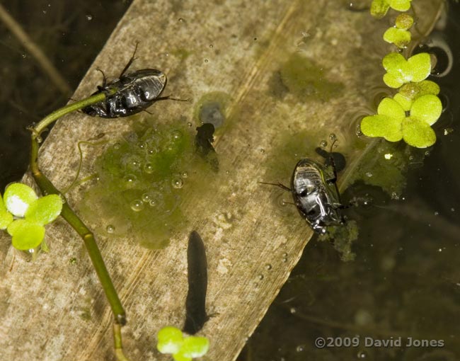 Aquatic beetles (Hydobius fuscipes?) showing air bubble under their bodies - 1