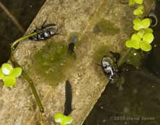 Aquatic beetles (Hydobius fuscipes?) showing air bubble under their bodies