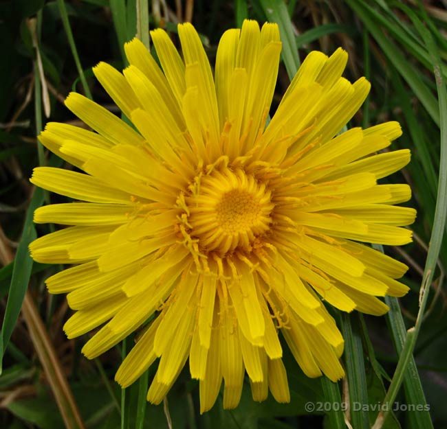 The first dandelion comes into flower today