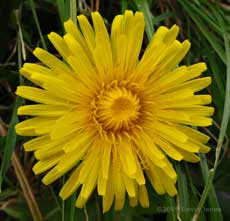 The first dandelion comes into flower today