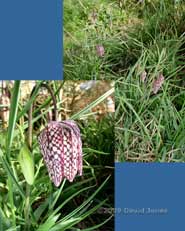 Snake's-head Fritillary comes into flower today