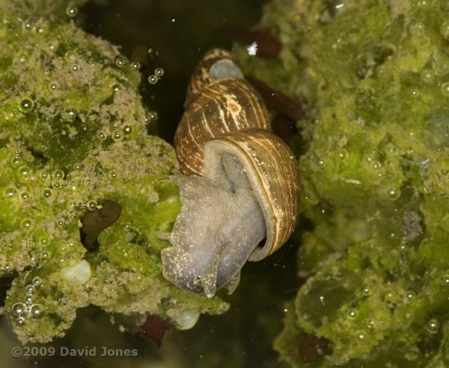 Pond snail grazes algae that cover frogspawn